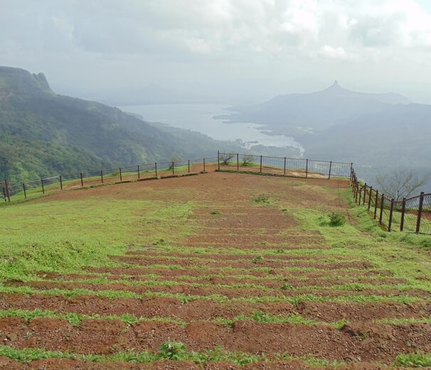 Maharashtra tea depot forex